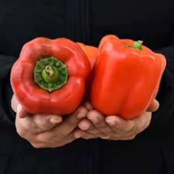 Organic Red Capsicum