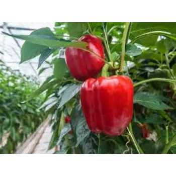 Organic Red Capsicum