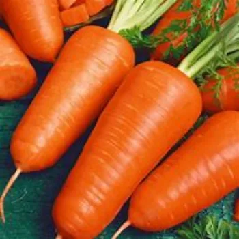 Red Carrot