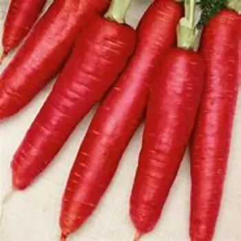 Red Carrot