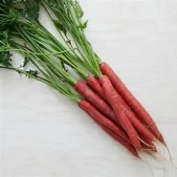 Red Carrot