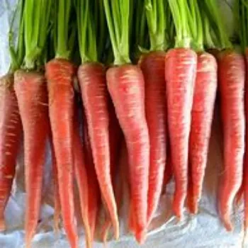 Natural Red Carrot