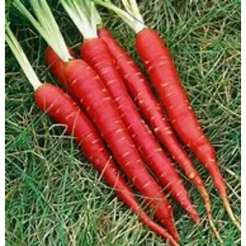 Red Carrot