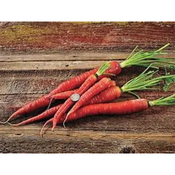 Red Carrot