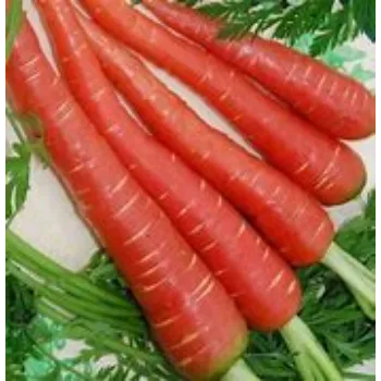 Natural Red Carrot