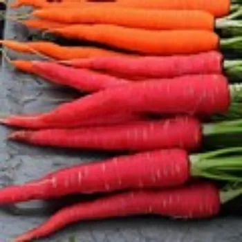 Red Carrot