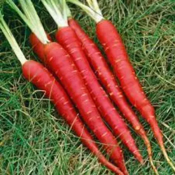 Natural Red Carrot