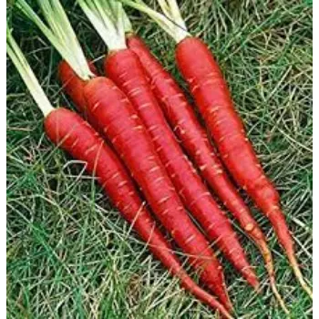 Natural Red Carrot
