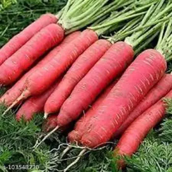 Natural Red Carrot