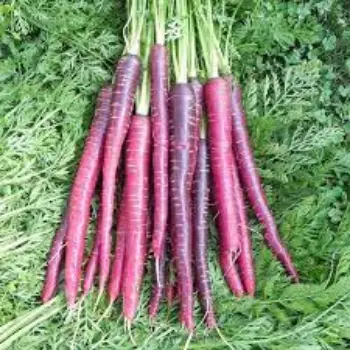 Common Red Carrot