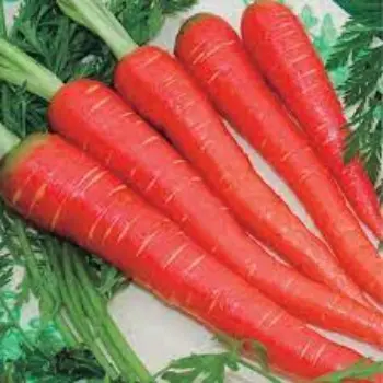 Common Red Carrot