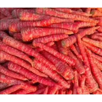 Common Red Carrot