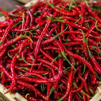 Common Red Chilli