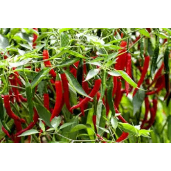 Organic Red Chilli
