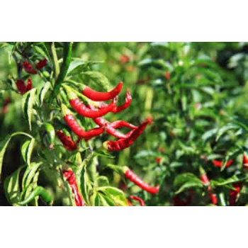 Organic Dried Red Chilli