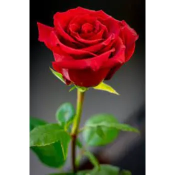 Red Rose