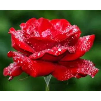 Red Rose