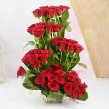 Organic  Red Rose