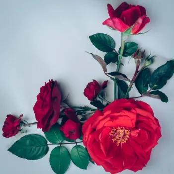 Fresh Red Rose