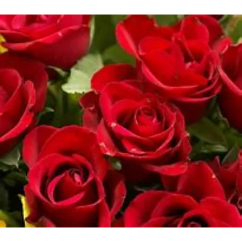  Red Rose