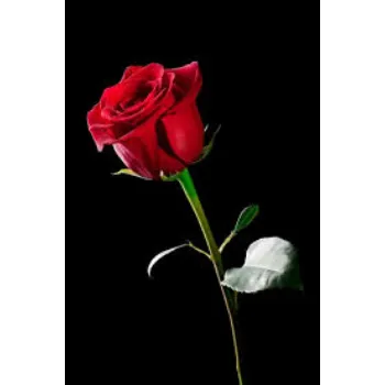 fresh  Red Rose