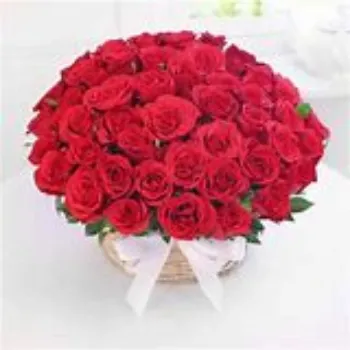 fresh  Red Rose