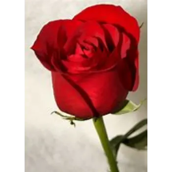 fresh Red Rose
