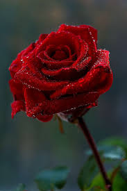 Fresh Rose Flowers Manufacturer