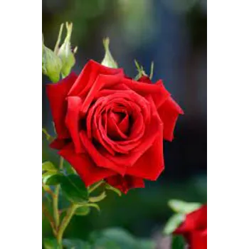 Red Rose Flower