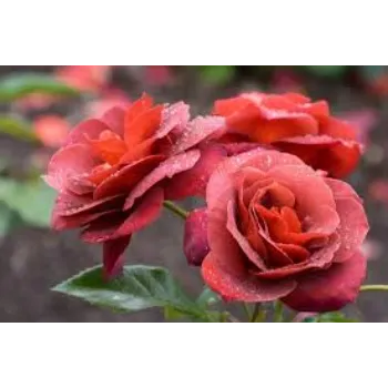 Fresh Red Rose Flower