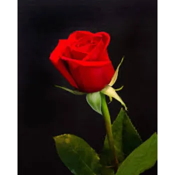 Fresh Red Rose Flower