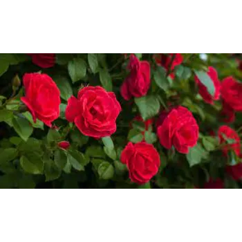 Rare  Red Rose Flower