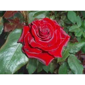 Organic Red Rose Flower
