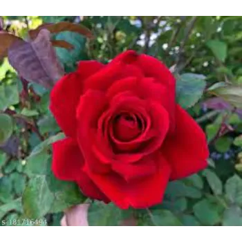Common  Red Rose Flower