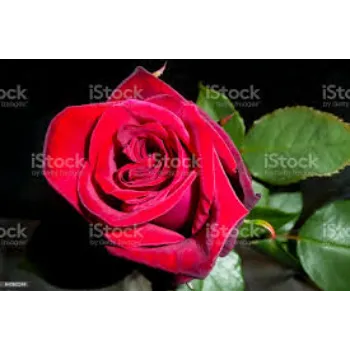 Red Rose Flower