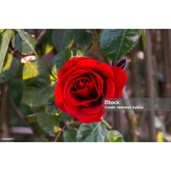 Natural  Red Rose Flower