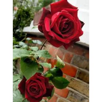 Organic Red Rose