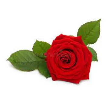 Fresh Rose Flowers Manufacturer