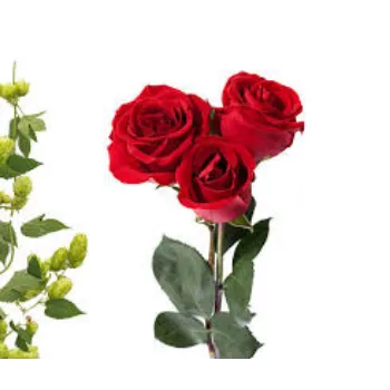 Fresh Red Rose Flower Manufacturer