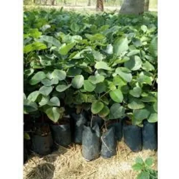 RAJESWARI NURSERY Red Sandalwood Plants