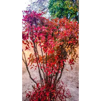 Red Sandalwood Plants