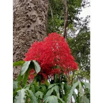 Red Sandalwood Plants