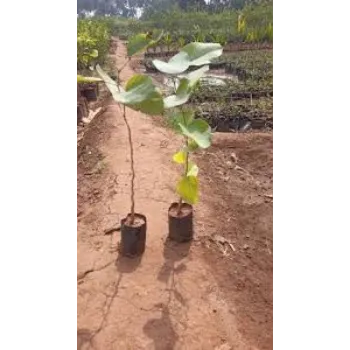 Roshni Agri forestry Red Sandalwood Plants