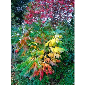 Red Sandalwood Plants