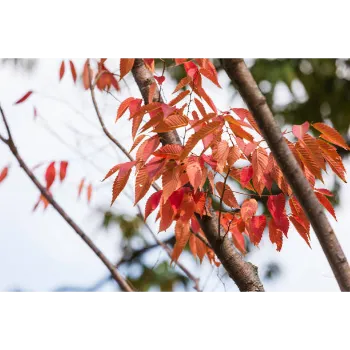  Red Sandalwood Plants