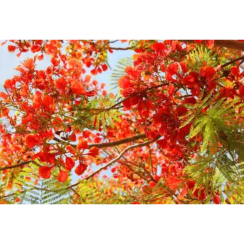   Red Sandalwood Plants