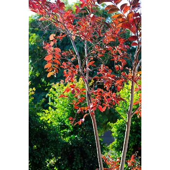 Red Sandalwood Plants