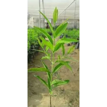 Green Red Sandalwood Plants