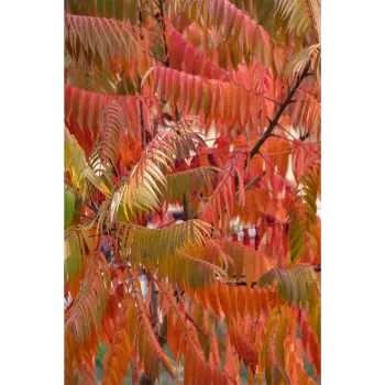 Red Sandalwood Plants