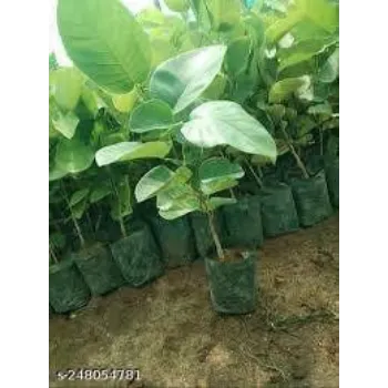 Natural Red Sandalwood Plants
